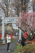 　上周末，武汉市民在东湖梅园内踏青赏梅。 - 新浪湖北