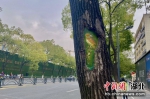 宜昌西陵：树木有了“新皮肤” - Hb.Chinanews.Com