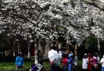 　　青山区和平公园，市民在白玉兰树下拍照。 - 新浪湖北