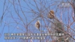 湖北神农架金丝猴群新增4只幼崽 - 新浪湖北