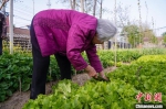 图为102岁的鞠兰英老人在菜园里摘菜。中新社记者吴淘淘摄 - Hb.Chinanews.Com