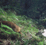 图为在湖北巴东金丝猴国家级自然保护区，白麂和黄麂一同觅食。 - 新浪湖北