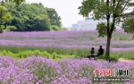 5月5日，市民在马鞭草花海游玩 张畅 摄 - Hb.Chinanews.Com