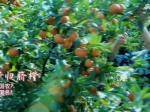 宜昌城市品牌推广周宣传片：《品牌 让宜昌更美好》 - 新浪湖北