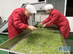 图为在峰鹤公司龙潭精品茶加工厂，工人正在察看茶叶的色泽、品相。新华网发 - 新浪湖北