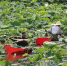 5月23日，武汉蔡甸藕农正在荷塘里“抽”藕带。　中新社记者 张畅 摄 - Hb.Chinanews.Com
