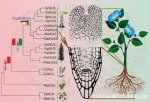 国际顶级期刊发表我校植物干细胞研究新成果 - 武汉大学