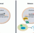 《核酸研究》刊发我校核蛋白自噬降解研究成果 - 武汉大学