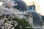 飞花似梦樱满园（组图） - 武汉大学