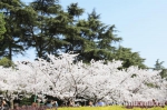 一日看尽樱之华（组图） - 武汉大学