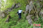 通往胡天林家的山路危险崎岖（钟欣/摄） - 新浪湖北