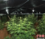 资料图：大棚内种植的大麻。中新社发 黄耀辉 摄 - Hb.Chinanews.Com