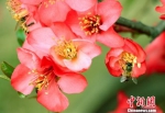 湖北孝昌海棠花开春意浓 蜜蜂采蜜忙 - Hb.Chinanews.Com