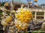 看珞珈漫山花开（组图） - 武汉大学