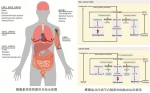 项瑾团队雌激素调节细胞自噬机制研究获突破 - 武汉大学