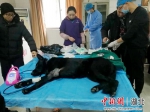 湖北十堰一警犬接受囊肿切除手术 - Hb.Chinanews.Com