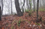 植被丰富的山坡不易发生泥石流等地质灾害 - 新浪湖北