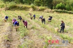 恩施市屯堡乡鸦丘坪村村民采摘致富“金叶” - Hb.Chinanews.Com