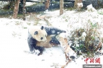 湖北迎新一轮雨雪 看动物们如何“花式”过冬 - 新浪湖北