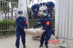襄阳消防救援支队特勤大队二站转运“爱心马铃薯” - Hb.Chinanews.Com