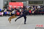 “警犬秀”最为吸引眼球 刘康 摄 - Hb.Chinanews.Com