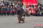 警犬身姿矫健地跟随民警“演出” 董晓斌 摄 - Hb.Chinanews.Com