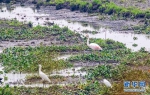 图为武汉沉湖湿地发现一只大红鹳 新华网发 魏斌摄 - 新浪湖北