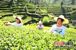 邓村“寸土种茶”打造“最美茶乡”获全国示范 - Hb.Chinanews.Com