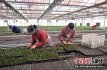 新年茶苗订单多 三峡移民育苗忙 - Hb.Chinanews.Com